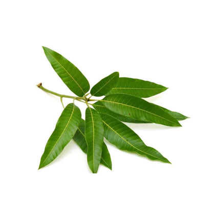 Hoja de Mango Empacada 1/8 oz